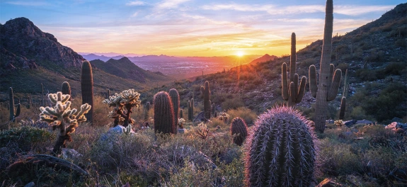 Landscape shot of Arizona desert